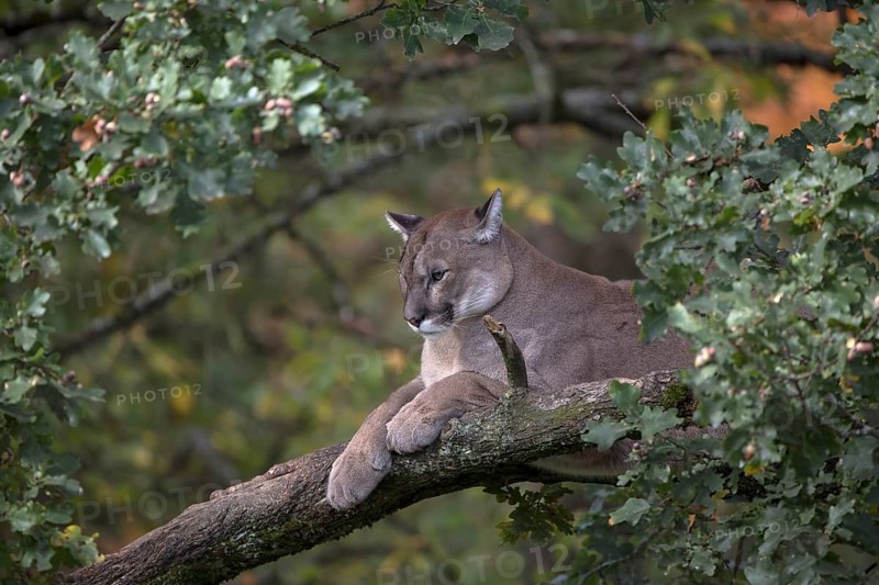 One adult cougar, Puma concolor, resting on a big branch high up in an oak tree