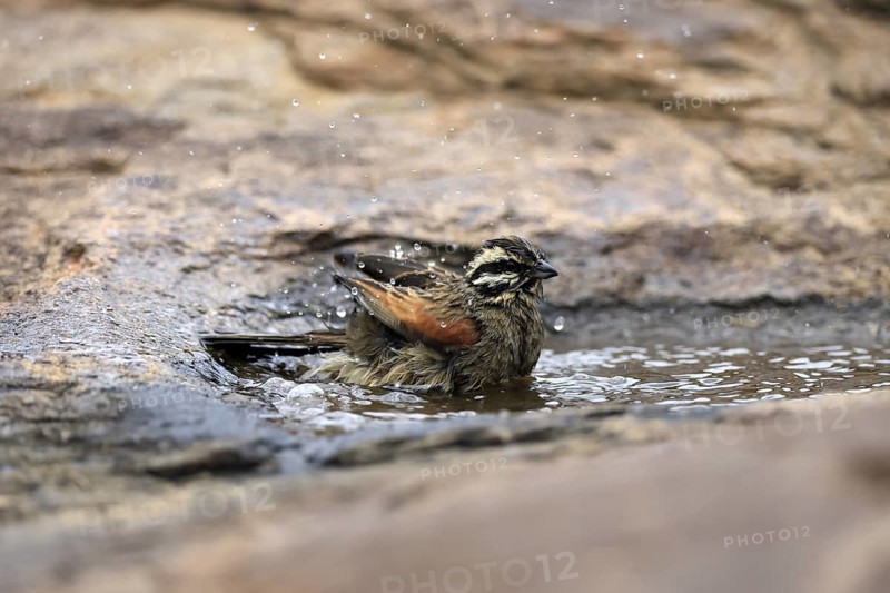 Cape Bunting (Emberiza capensis), adult, at the water, bathing, Mountain Zebra National Park, Eastern Cape, South Africa