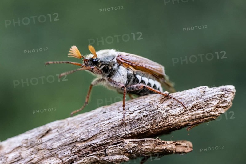 Cockchafer (Melolontha melolontha), Emsland, Lower Saxony, Germany