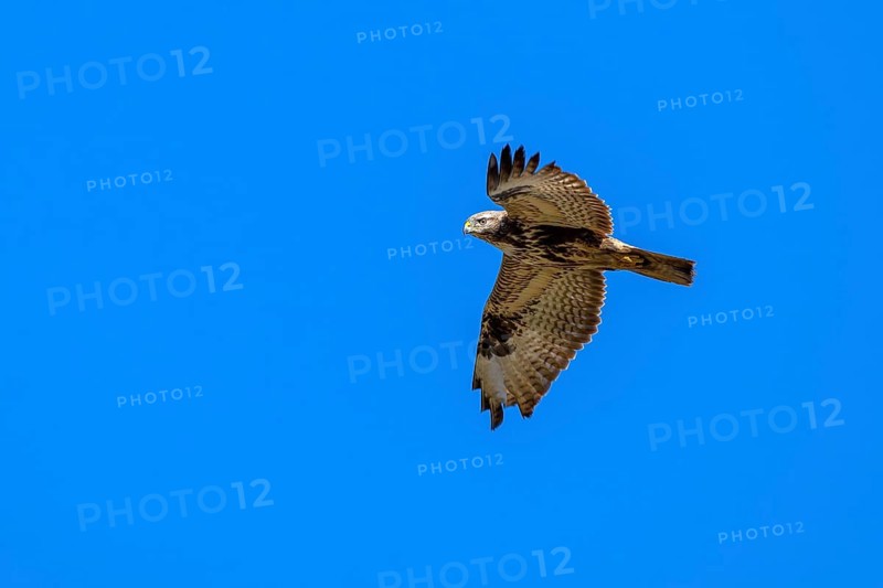 Common buzzard (Buteo buteo), in flight against a blue sky, Münster, Tyrol, Austria