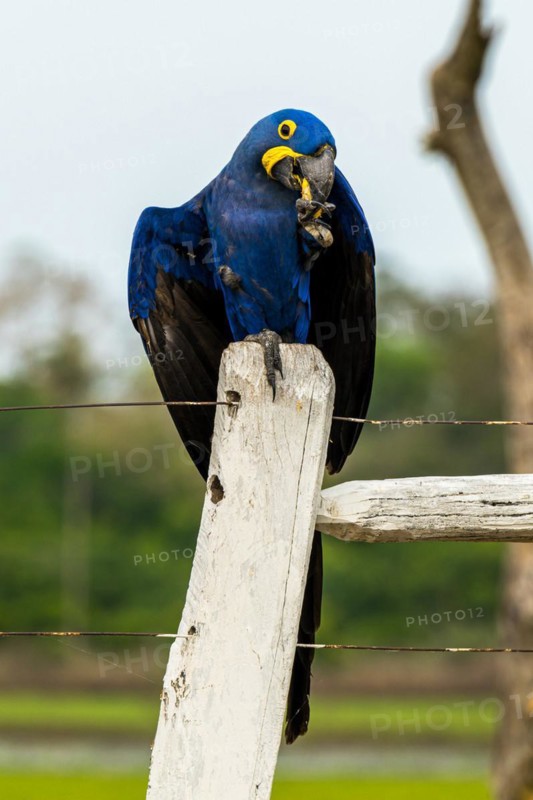 Hyacinth macaw (Anodorhynchus hyacinthinus) eats a nut at Pousada Sao Joao, Estrada Parque Pantanal MS, Nhecolandia, Corumba, Mato Grosso do Sul, Brazil