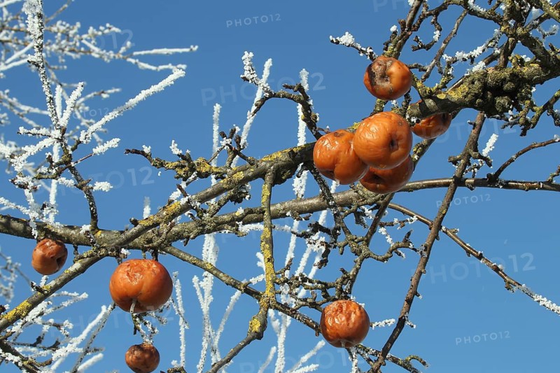 Apples in hoarfrost, Allgäu, Bavaria, Germany, Allgäu, Bavaria, Germany