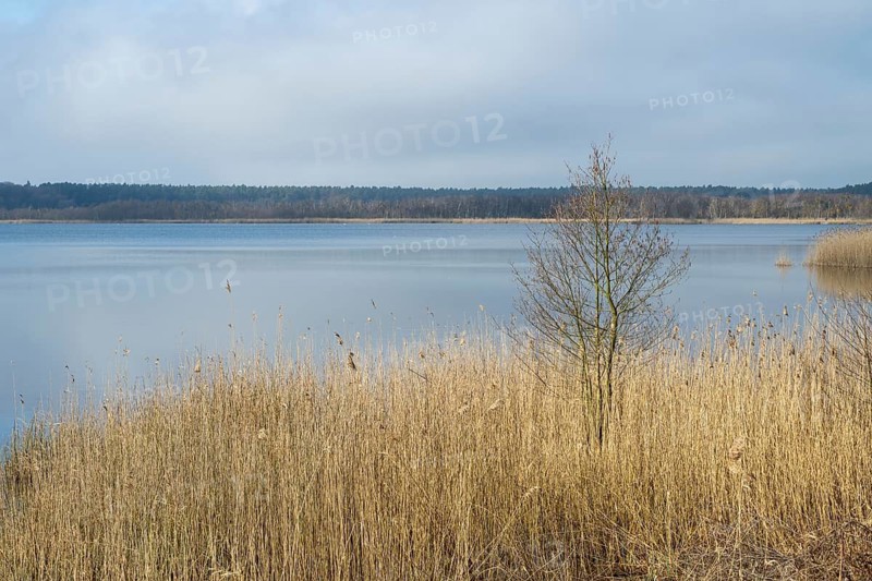 Reeds on the shore of Lake Rederangsee, Müritz National Park, Mecklenburg Lake District, Mecklenburg, Mecklenburg-Vorpommern, Germany