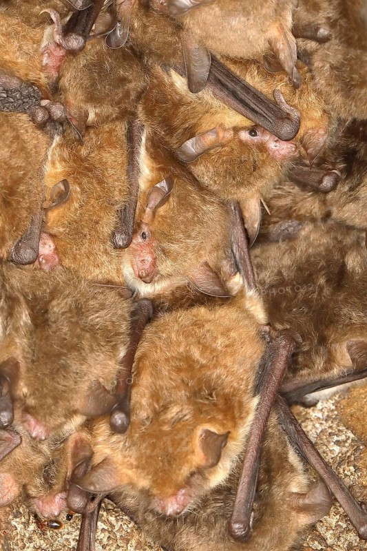Fringed bat, natterer's bats (Myotis nattereri), in a bat box Bats, mammals, animals, Neunkirchen im Siegerland, North Rhine-Westphalia, Germany