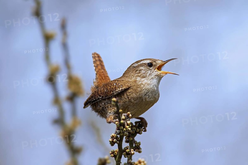 Eurasian wren (Troglodytes troglodytes) male calling from bush