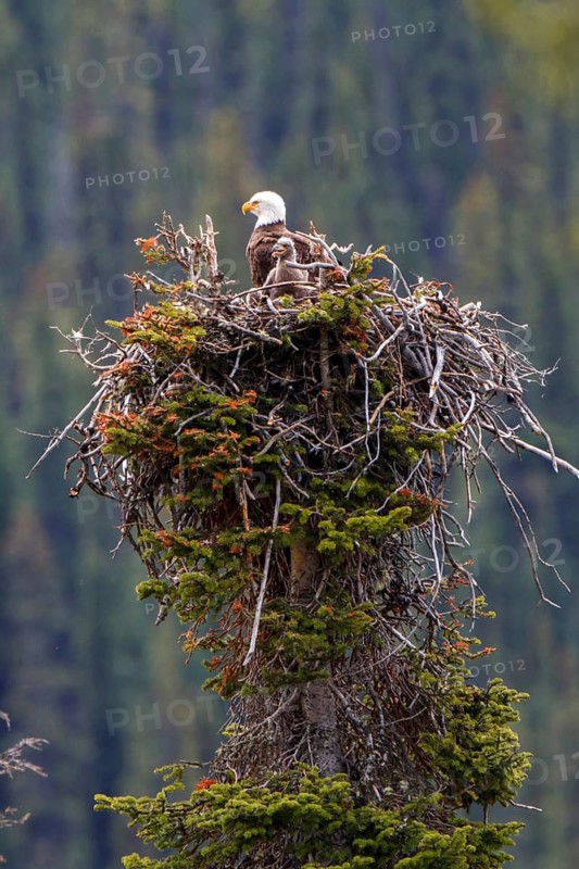 Bald Eagle (Haliaeetus leucocephalus) in nest with chick, Alberta, Canada