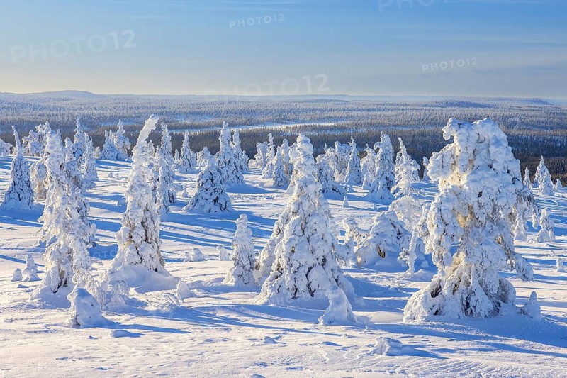 Tykky forest, snow covered spruce trees on the taiga in winter, Riisitunturi National Park in Finnish Lapland near Posio, Koillismaa, Finland