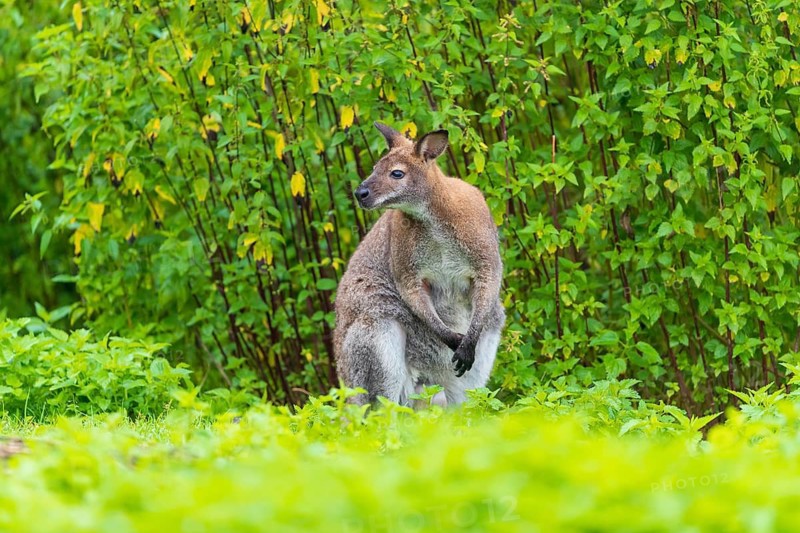Red-necked wallaby or Bennett's wallaby (Macropus rufogriseus) sits on a green meadow with dense green vegetation in the background