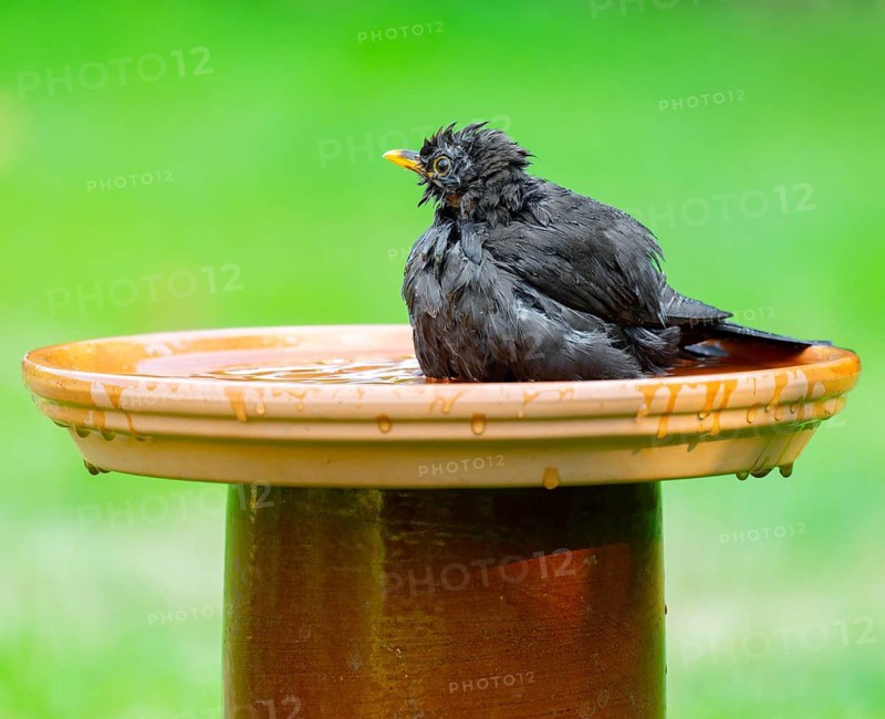 Blackbird (Turdus merula) sitting in a bird bath in the garden and bathing, Lower Saxony, Germany