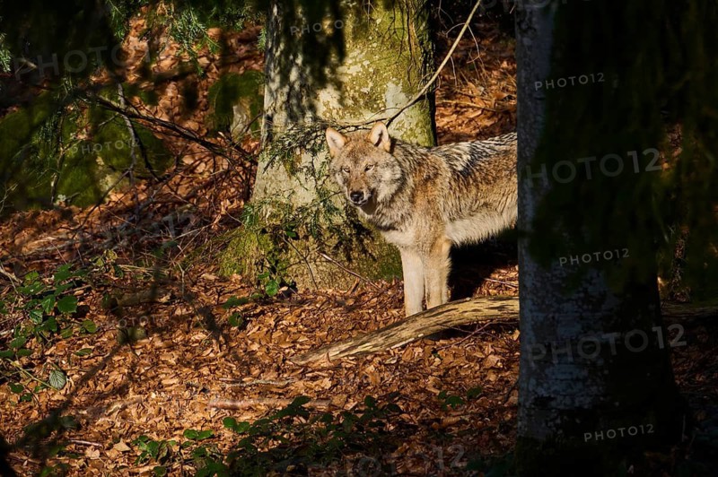 Close-up of a Eurasian wolf (Canis lupus lupus) in a forest in spring, Bavarian Forest National Park, Germany