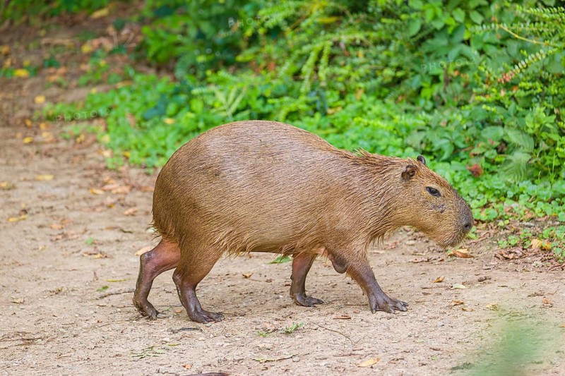 A (greater) capybara (Hydrochoerus hydrochaeris) walks along a river bank