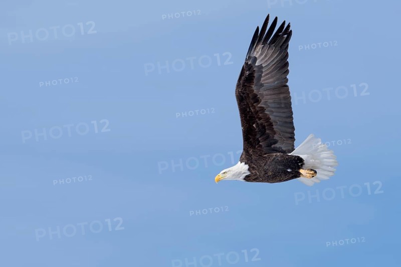 Bald Eagle (Haliaeetus leucocephalus) flying, Montana, USA