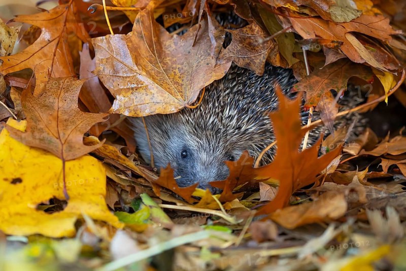 European hedgehog (Erinaceus europaeus) adult animal emerging from a pile of fallen autumn leaves, England, United Kingdom