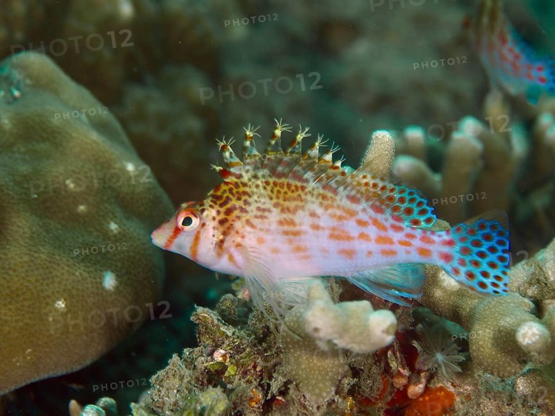 Colourful underwater photo with Dwarf Hawkfish (Cirrhitichthys falco) between corals, vivid colours, dive site Spice Reef, Penyapangan, Bali, Indonesia