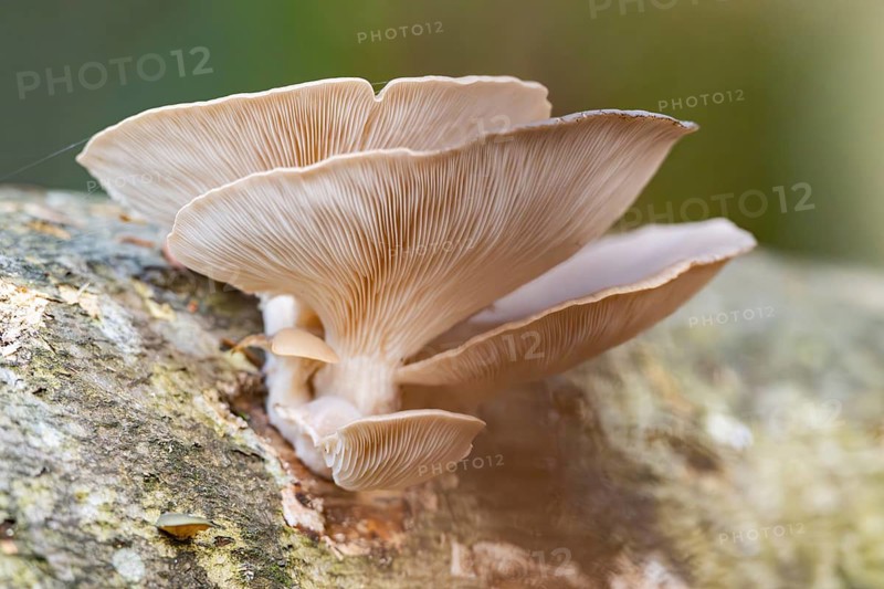 Oyster mushroom (Pleurotus ostreatus) growing an a European beech (Fagus sylvatica) tree trunk in a forest in autumn, Bavaria, Germany