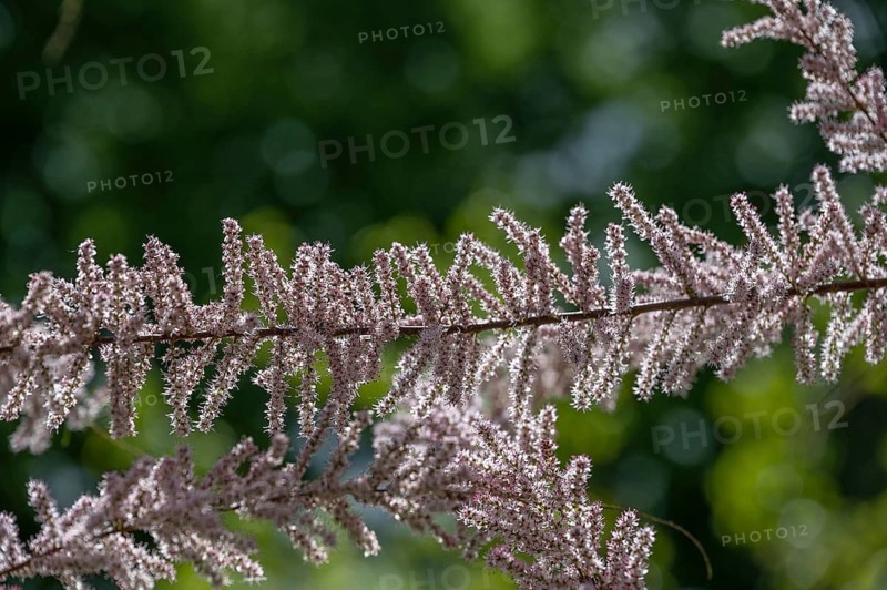 Branch of a flowering Odessa tamarisk (Tamarix ramosissima) backlit, Botanical Garden Erlangen, Middle Franconia, Bavaria, Germany