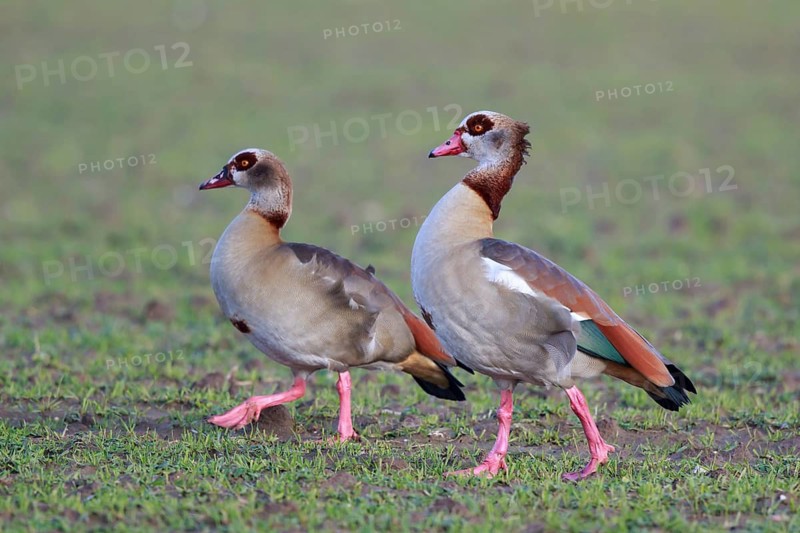 Egyptian Goose (Alopochen aegyptiaca) pair, North Rhine-Westphalia, Germany