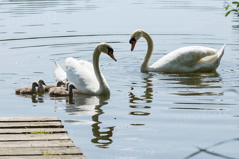 Swan family of the Mute Swan (Cygnus olor) with chicks on the middle pond near Neudorf Klösterlich, Wittichenau, Dubringer Moor, Saxony, Germany