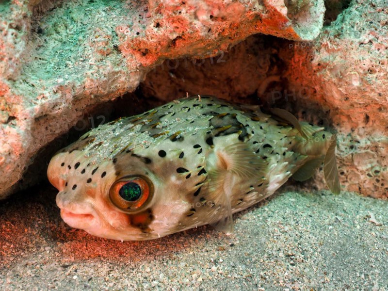 Long-spine porcupinefish (Diodon holocanthus), dive site Blue Heron Bridge, Phil Foster Park, Riviera Beach, Florida, USA