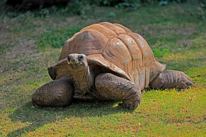 Aldabra giant tortoise (Aldabrachelys gigantea), adult, foraging, Seychelles