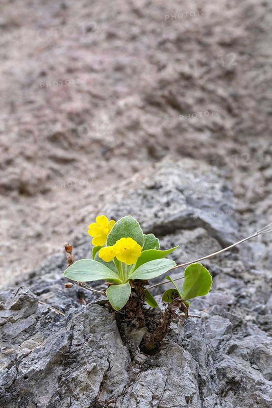 Auricle or Platenigl (Primula auricula), with flowers, Kundler Klamm, Kundl, Tyrol, Austria