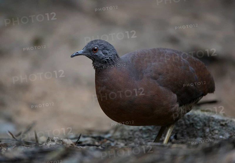 Brown Tinamou (Crypturellus obsoletus), Atlantic rainforest, Brazil