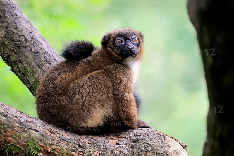 Red-bellied lemur (Eulemur rubriventer), adult, female, on tree trunk, alert, Madagascar