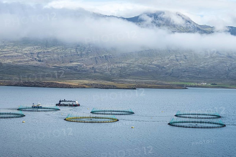 Salmon farm in the fjord at Djupivogur, East Fjords, Iceland