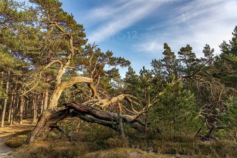 Darß Primeval Forest in Darßer Ort, Western Pomerania Lagoon National Park, Mecklenburg-Western Pomerania, Germany