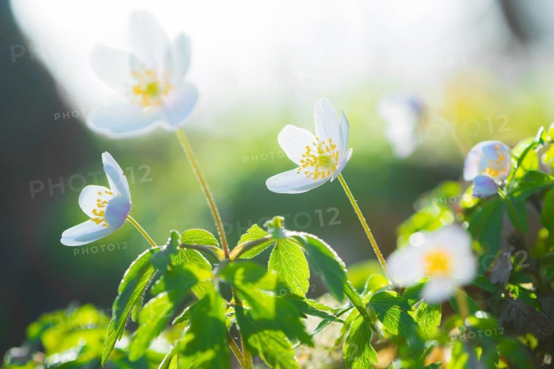 Wood anemone (Anemonoides nemorosa) (Syn.: Anemone nemorosa) blooming white in the forest, green leaves, blurred background with bokeh, spring flowers, illuminated by bright sunlight, backlight, close-up, macro shot, mixed forest, Lüneburg Heath, Lower Saxony, Germany