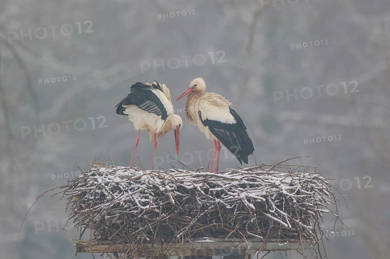 White Stork (Ciconia ciconia) pair on nest, North Rhine-Westphalia, Germany