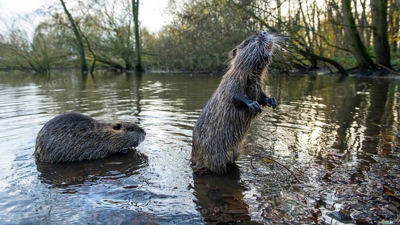 Nutria (Myocastor coypus) in a body of water, Osnabrück, Lower Saxony, Germany