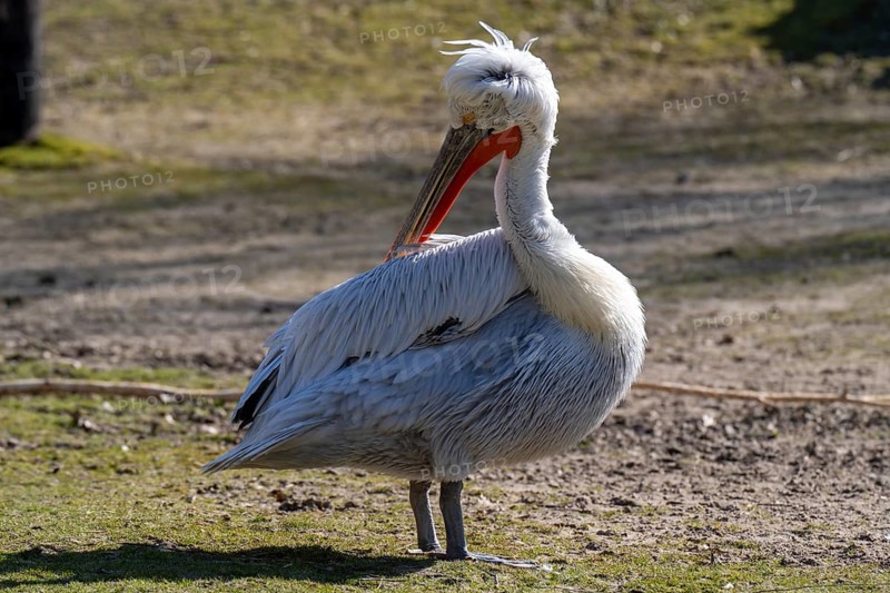 Dalmatian Pelican (Pelecanus crispus), portrait, occurring in South-East Europe, Central Asia, Mongolia, captive