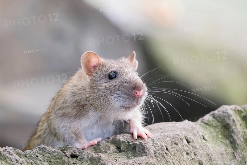 A juvenile Norway rat (Rattus norvegicus) resting on the edge of a stone with clearly recognisable whiskers and ears, Hesse, Germany
