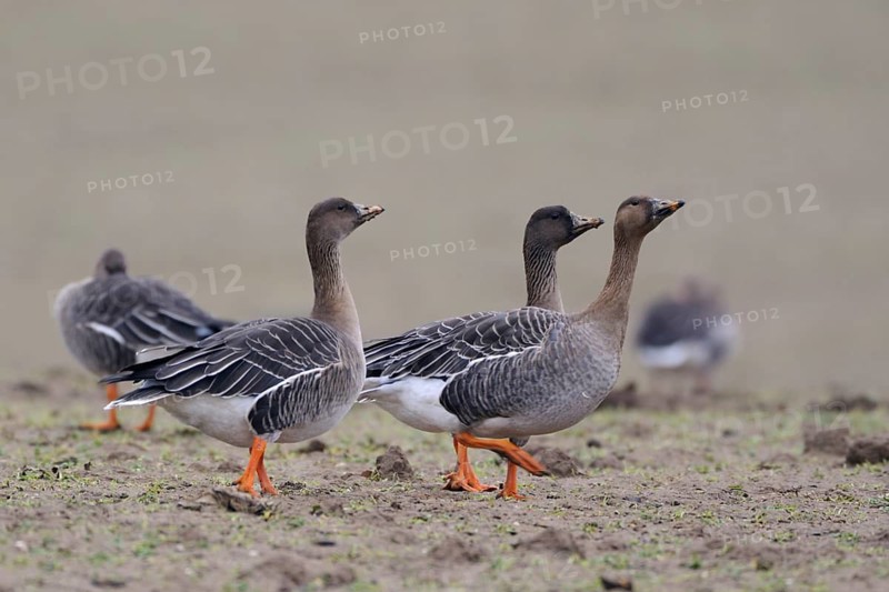 Taiga Bean Goose (Anser fabalis) group in field, North Rhine-Westphalia, Germany