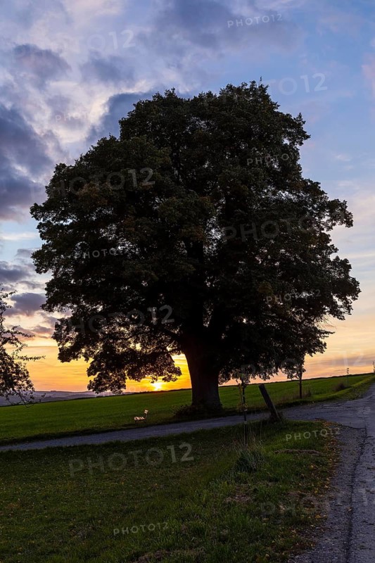 Winter lime tree (Tilia cordata) at sunset, Leubsdorf, Erzgebirge, Saxony, Germany