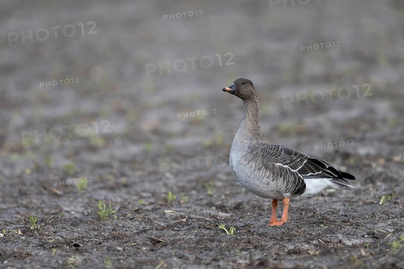 Bean goose, Bean goose (Anser fabalis), Texel, Netherlands