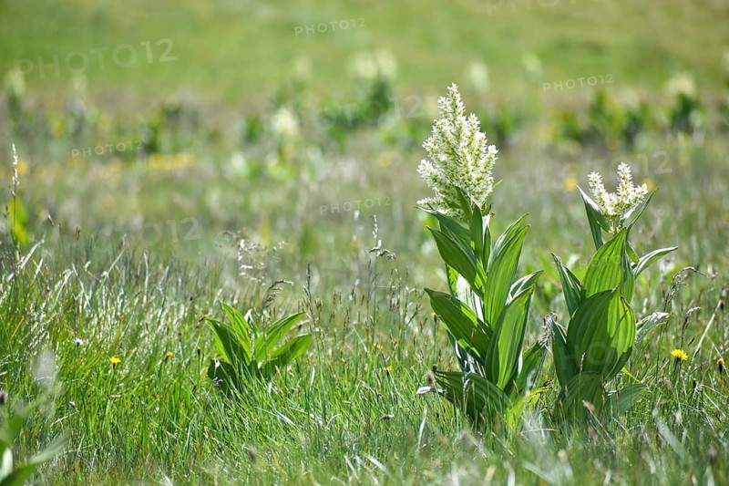 White germer (Veratrum album) on the plateau of the Etrachböden, Sölktäler, Niedere Tauern, Styria, Austria