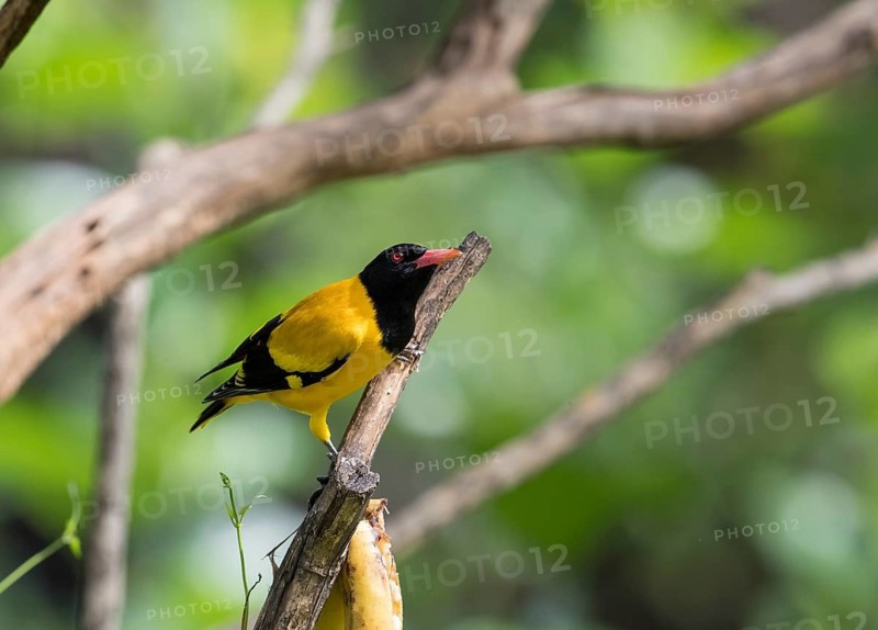 Black-headed oriole (Eurasian Golden Oriole xanthornus), Kaeng Krachan National Park, Thailand
