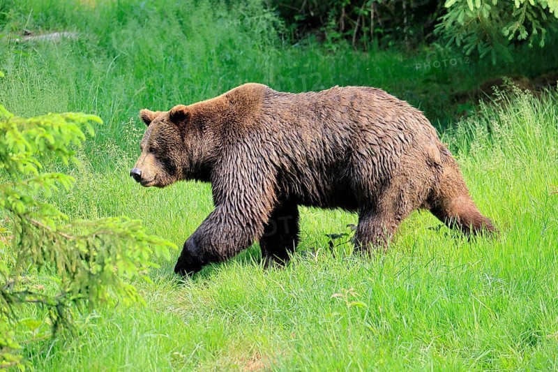 Eurasian brown bear (Ursus arctos arctos), adult, female, running, foraging, alert, in summer, Bavarian Forest National Park, Germany
