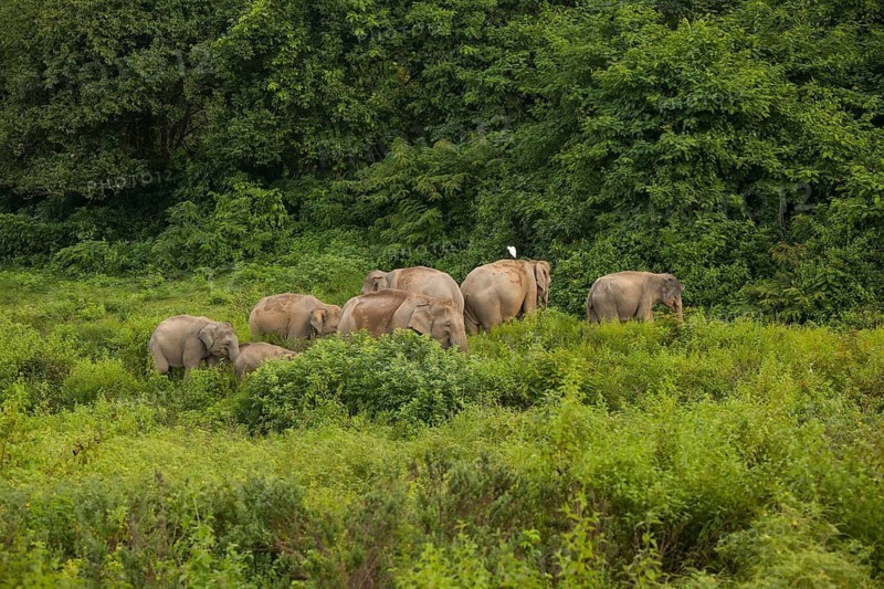 Indian elephants (Elephas maximus indicus), Khiri Khan, Hua Hin, Kui Buri National Park, Thailand