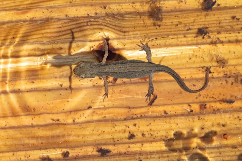 Smooth or Common newt (Lissotriton vulgaris) adult amphibian swimming in a pond, England, United Kingdom