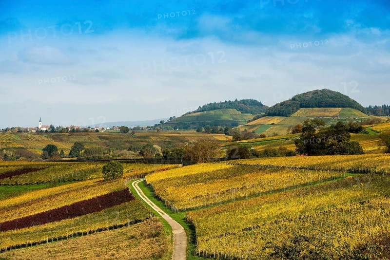 Hilly landscape with vineyards in autumn, Ballrechten-Dottingen, Breisgau, Markgräflerland, Black Forest, Baden-Württemberg, Germany