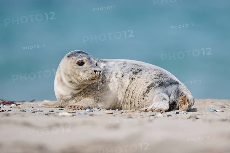Grey seal (Halichoerus grypus) youngster lying on the beach, Düne, Helgoland, Schleswig-Holstein, Germany