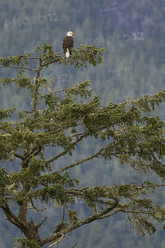 Bald Eagle (Haliaeetus leucocephalus), British Columbia, Canada