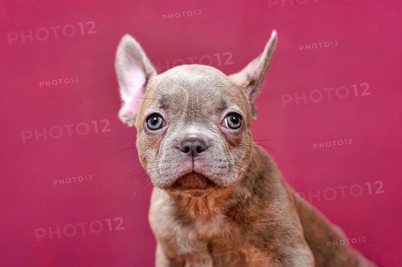 Portrait of young Lilac Brindle French Bulldog dog puppy in front of burgundy studio background