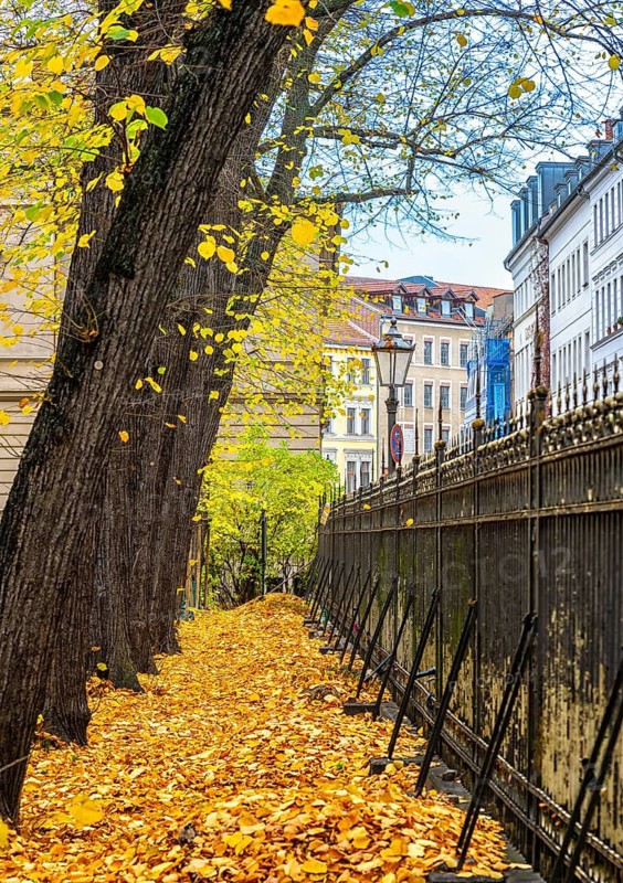 Autumn in the city, residential buildings on the grounds of the Sophienkirche in Berlin-Mitte, Germany