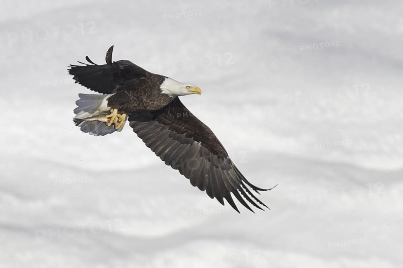 Bald Eagle (Haliaeetus leucocephalus) flying, Iowa, USA