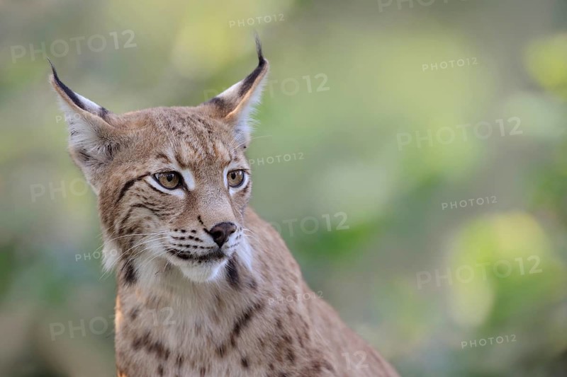 Eurasian Lynx (Lynx lynx) adult portrait, North Rhine-Westphalia, Germany