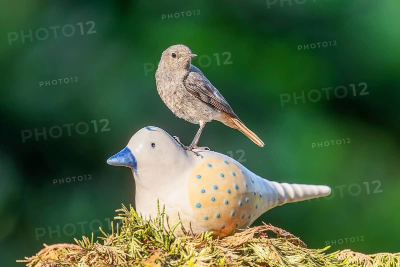 Black redstart (Phoenicurus ochruros), female sitting on a ceramic bird in the garden, Lower Saxony, Germany